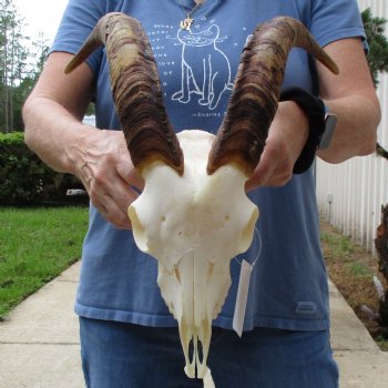 9" Angora Goat Skull with 15" Horns - $100