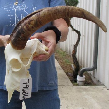 9" Angora Goat Skull with 15" Horns - $100