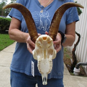 9" Angora Goat Skull with 15" Horns - $100