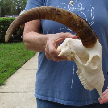 9" Angora Goat Skull with 15" Horns - $100