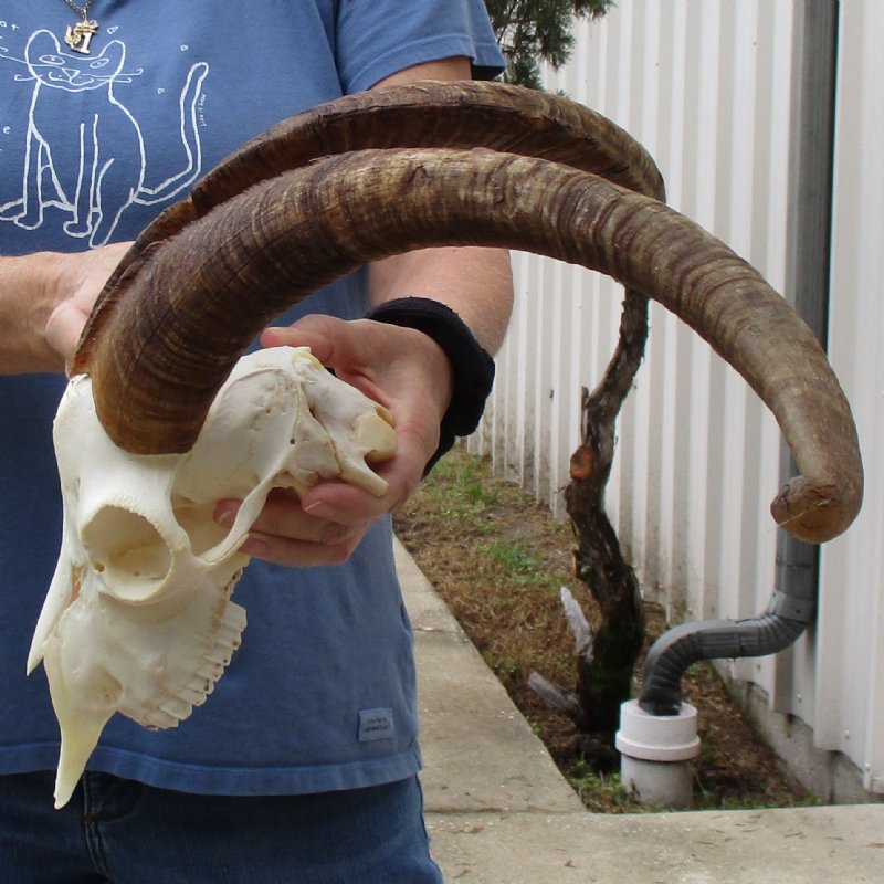 2024 Angora goat skull