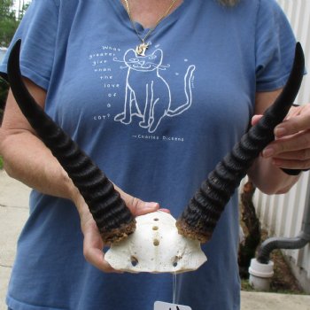 Common Reedbuck Skull Plate with 11" Horns - $39