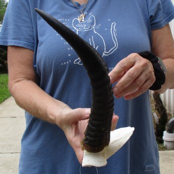 Common Reedbuck Skull Plate with 11" Horns - $39