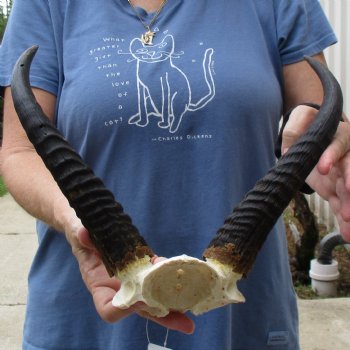 Common Reedbuck Skull Plate with 11" Horns - $39