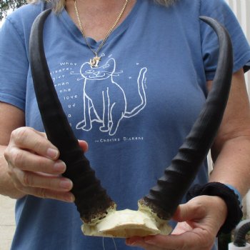 Common Reedbuck Skull Plate with 12" Horns - $39