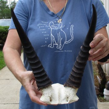 Common Reedbuck Skull Plate with 13" Horns - $39