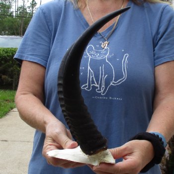 Common Reedbuck Skull Plate with 13" Horns - $39