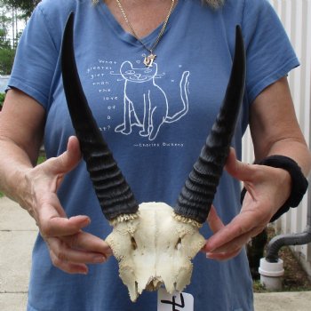 Common Reedbuck Skull Plate with 10" Horns - $39