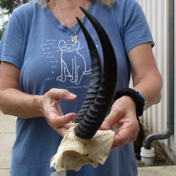 Common Reedbuck Skull Plate with 10" Horns - $39