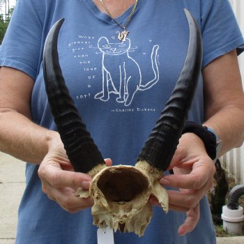 Common Reedbuck Skull Plate with 10" Horns - $39