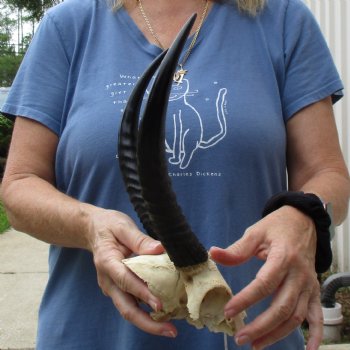 Common Reedbuck Skull Plate with 10" Horns - $39