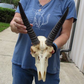 B-Grade 9" Common Reedbuck Skull with 9" & 10" Horns - $45