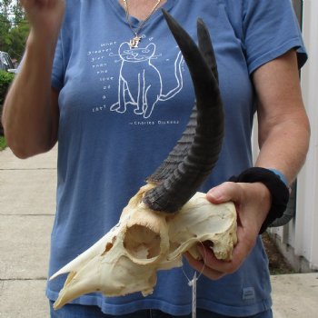 B-Grade 9" Common Reedbuck Skull with 9" & 10" Horns - $45