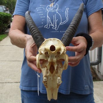 B-Grade 9" Common Reedbuck Skull with 9" & 10" Horns - $45