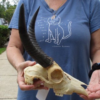 B-Grade 9" Common Reedbuck Skull with 9" & 10" Horns - $45