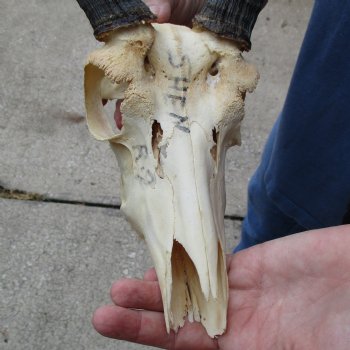 B-Grade 9" Common Reedbuck Skull with 9" & 10" Horns - $45