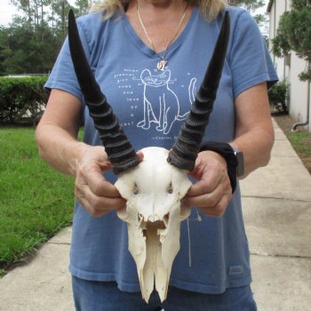 B-Grade 9" Common Reedbuck Skull with 11" Horns - $45