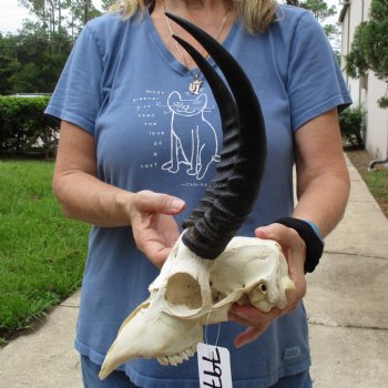 B-Grade 9" Common Reedbuck Skull with 11" Horns - $45