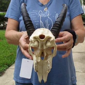 B-Grade 9" Common Reedbuck Skull with 11" Horns - $45