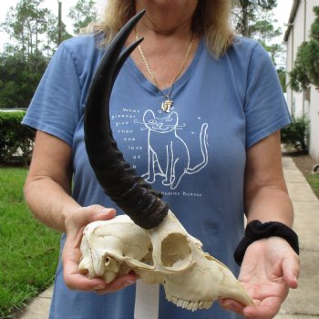 B-Grade 9" Common Reedbuck Skull with 11" Horns - $45