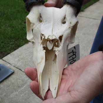 B-Grade 9" Common Reedbuck Skull with 11" Horns - $45