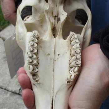 B-Grade 9" Common Reedbuck Skull with 11" Horns - $45