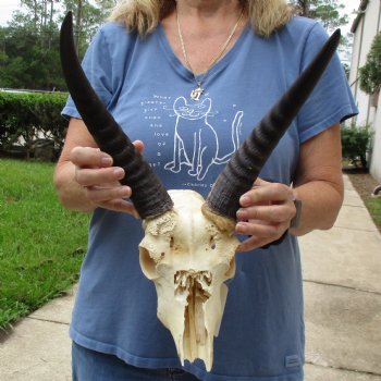 B-Grade 9" Common Reedbuck Skull with 12" Horns - $45