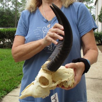 B-Grade 9" Common Reedbuck Skull with 12" Horns - $45