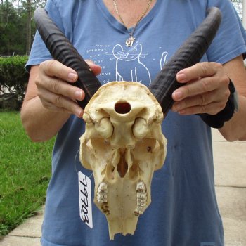 B-Grade 9" Common Reedbuck Skull with 12" Horns - $45