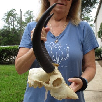 B-Grade 9" Common Reedbuck Skull with 12" Horns - $45