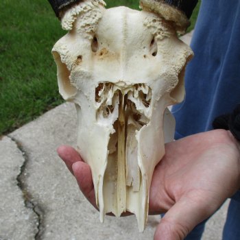 B-Grade 9" Common Reedbuck Skull with 12" Horns - $45