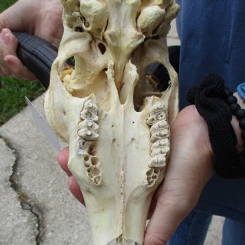 B-Grade 9" Common Reedbuck Skull with 12" Horns - $45