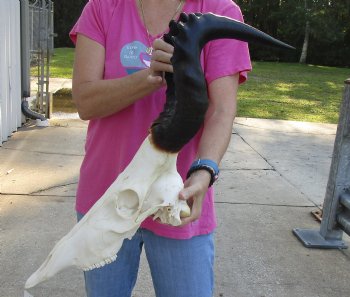 Buy this African Male Red Hartebeest skull with 20 inch horns available for sale - $90