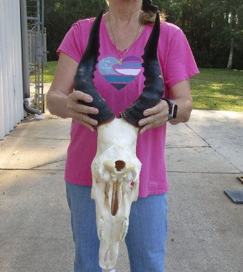 Buy this African Male Red Hartebeest skull with 20 inch horns available for sale - $90