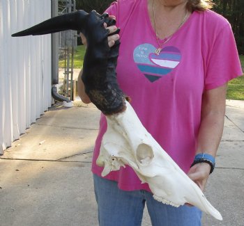 Buy this African Male Red Hartebeest skull with 20 inch horns available for sale - $90