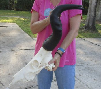 Buy this African Male Red Hartebeest skull with 19 and 20 inch horns available for sale - $95