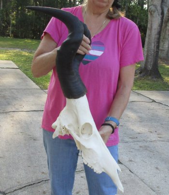 Buy this African Male Red Hartebeest skull with 19 and 20 inch horns available for sale - $95