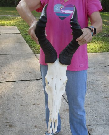 Authentic African Male Red Hartebeest skull with 20 inch horns - $95