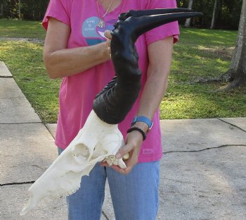 Authentic African Male Red Hartebeest skull with 20 inch horns - $95