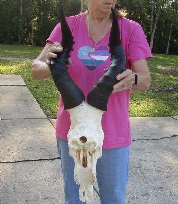 Authentic African Male Red Hartebeest skull with 20 inch horns - $95