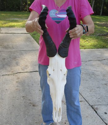 Authentic African Male Red Hartebeest skull with 20 and 21 inch horns - $95