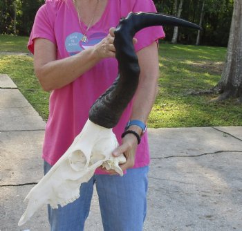 Authentic African Male Red Hartebeest skull with 20 and 21 inch horns - $95