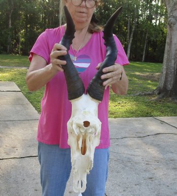 Authentic African Male Red Hartebeest skull with 20 and 21 inch horns - $95