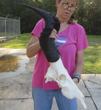 Authentic African Male Red Hartebeest skull with 21 inch horns - $95