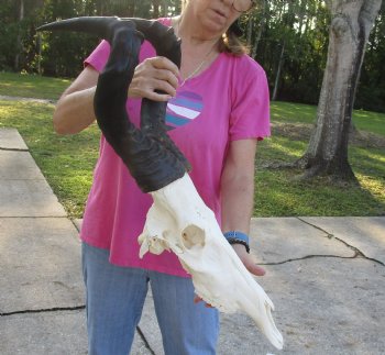 Authentic African Male Red Hartebeest skull with 22 inch horns - $95