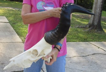 Buy Now this African Male Red Hartebeest skull with 22 inch horns - $95