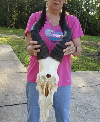 Buy Now this African Male Red Hartebeest skull with 22 inch horns - $95