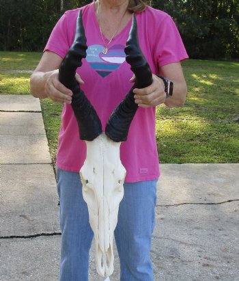 Buy Now this African Male Red Hartebeest skull with 20 inch horns - $95