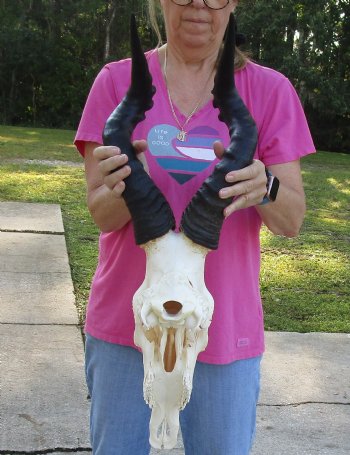 Buy Now this African Male Red Hartebeest skull with 20 inch horns - $95