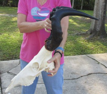 Buy Now this African Male Red Hartebeest skull with 21 inch horns - $95